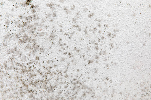 Best Airborne Mold Testing  in Agua Dulce, TX